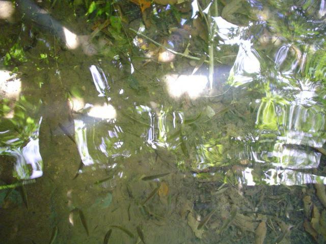DSC06241