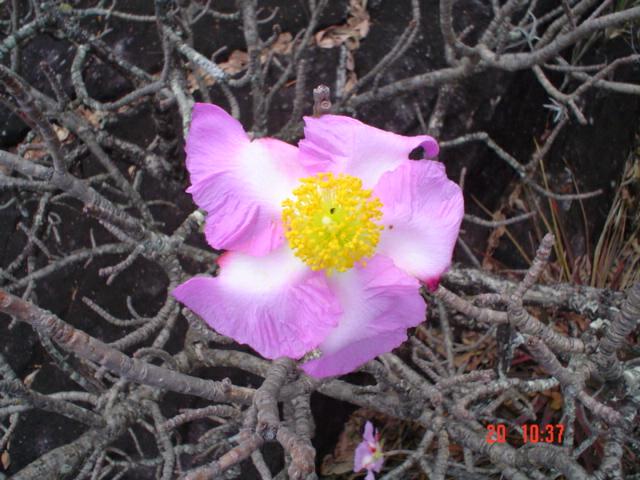 DSC03363