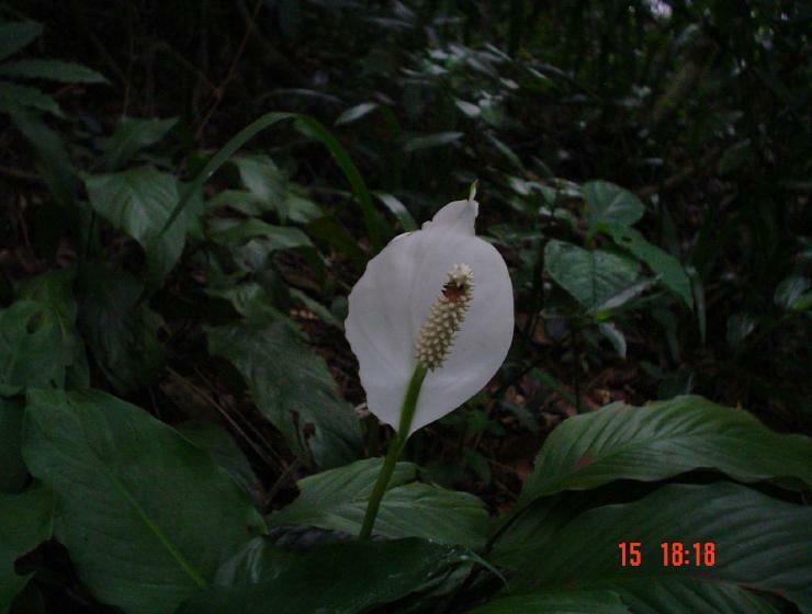 DSC00632