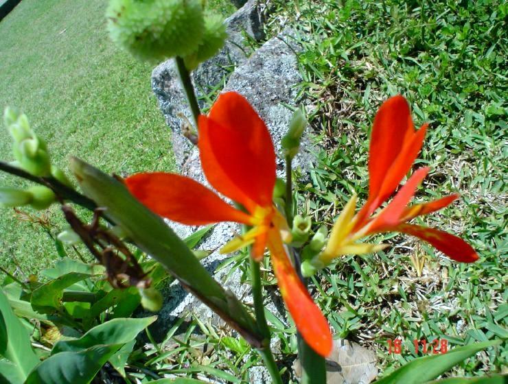 DSC00726