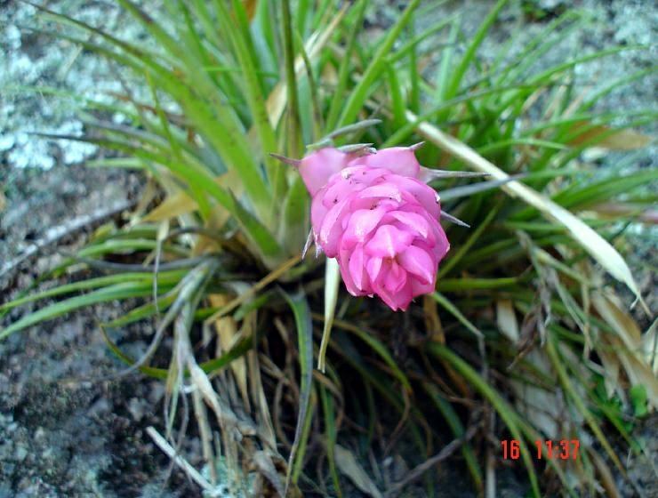 DSC00729