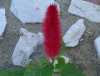 DSC00806