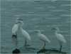 DSC00264a