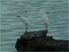 DSC00265a