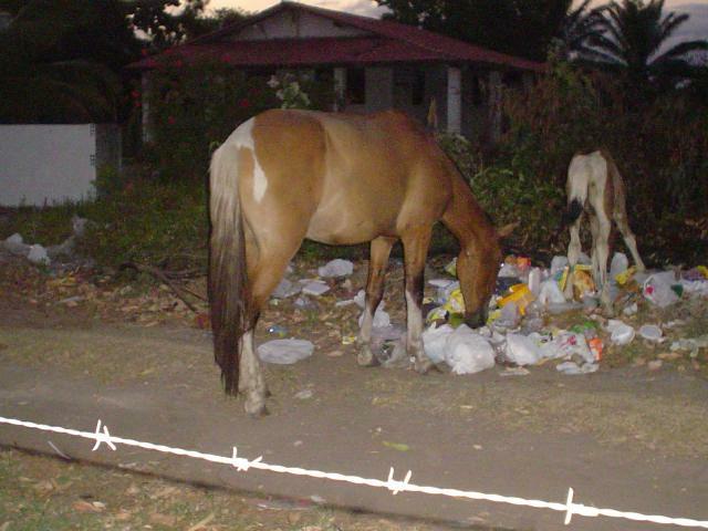 DSC06350
