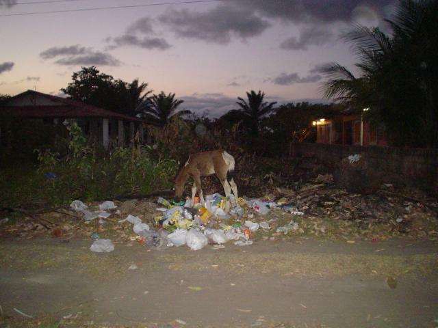 DSC06351