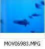 MOV06983