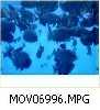 MOV06996