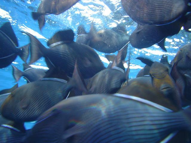 DSC06987
