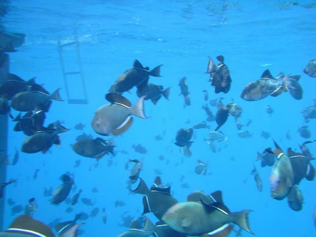 DSC06998